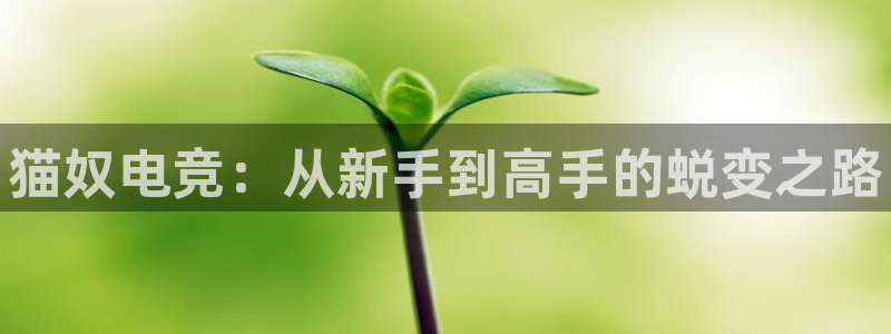 csgo完美电竞：猫奴电竞：从新手到高手的蜕变之路