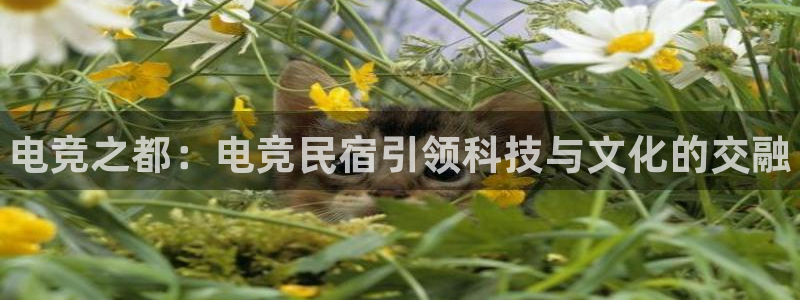 完美电竞app下载：电竞之都：电竞民宿引领科技与文化的交融