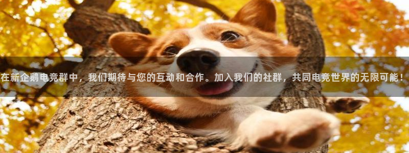 完美电竞平台排行榜：在新企鹅电竞群中，我们期待与您的互动和合作。加入我们的社群，共同电竞世界的无限可能！